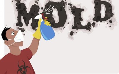 The Dangers of Mold and Mold Spores