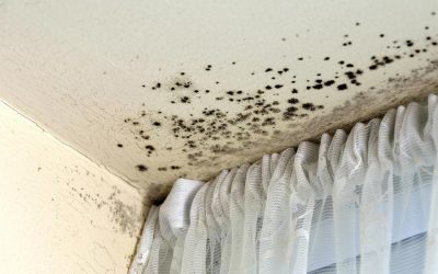 My House Has Mold: What Now?