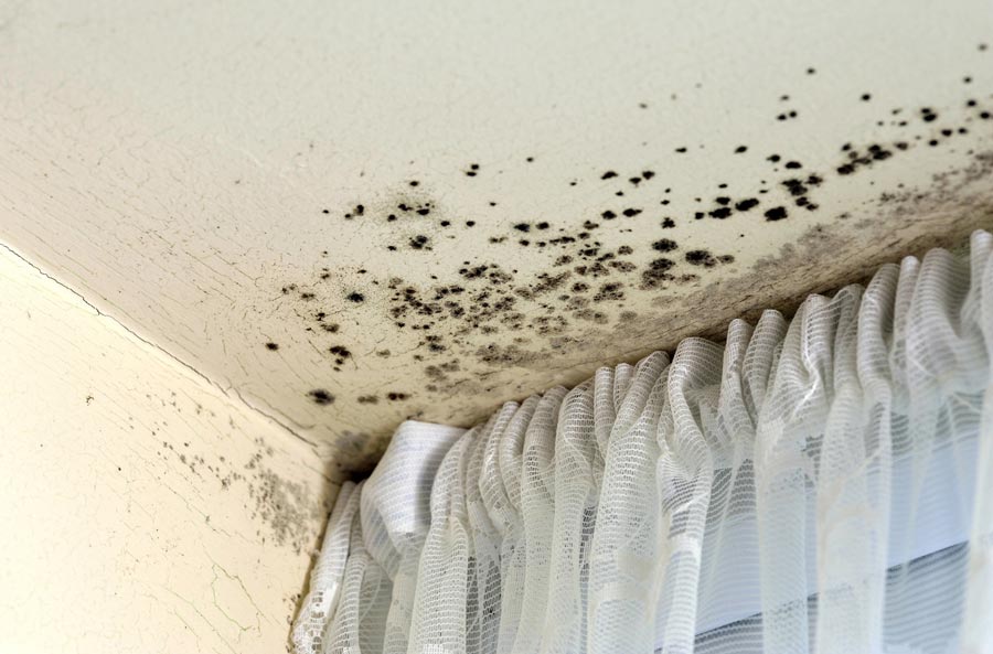My House Has Mold: What Now?